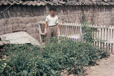 A man in the tomato farm