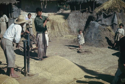 People winnowing rice