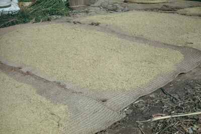 Drying rice