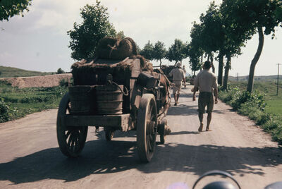 A honey wagon & ginkgo trees