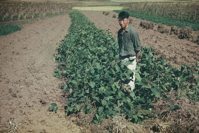 Bean crop a farmer in a farm