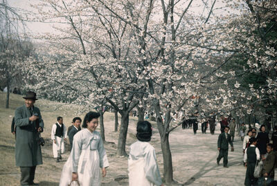 some people, taking a picture under trees
