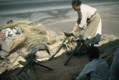 An old woman, threshing rice