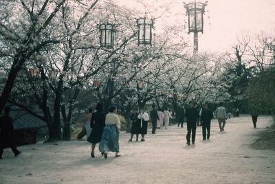 Cherry blossom III