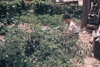 a man in the tomato field