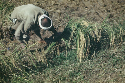 a farmer in a field