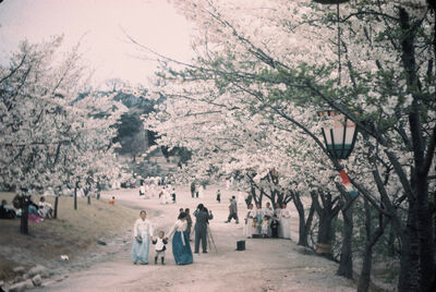 Cherry blossom I