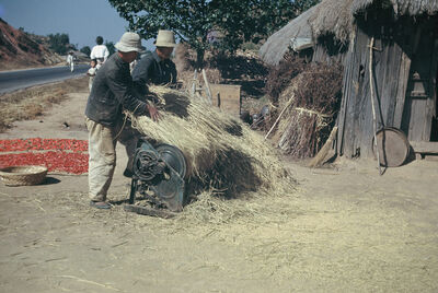 Two men, threshing rice with a pedal thresher