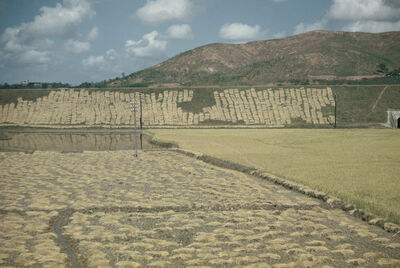Drying rice
