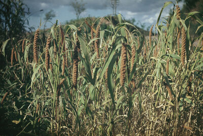 A millet farm